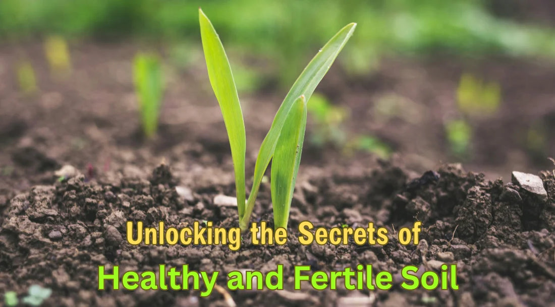 young green seedling growing in dark, fertile soil, representing healthy and fertile soil for gardening.
