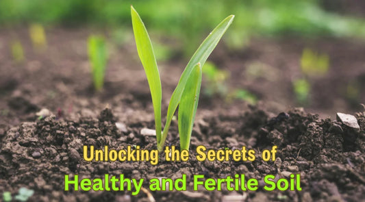 young green seedling growing in dark, fertile soil, representing healthy and fertile soil for gardening.