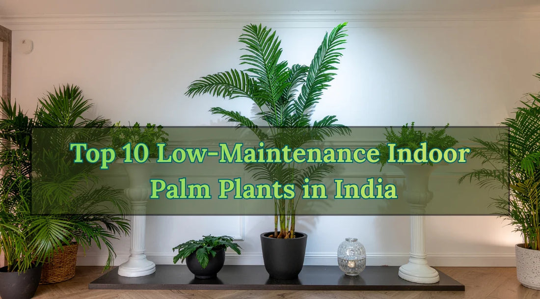 Low-Maintenance Indoor Palm Plants, Top 10 Indoor Palm Plants, Low-Maintenance Palms, Indoor Plants, Bagwani Nursery, Online Plant Nursery in India