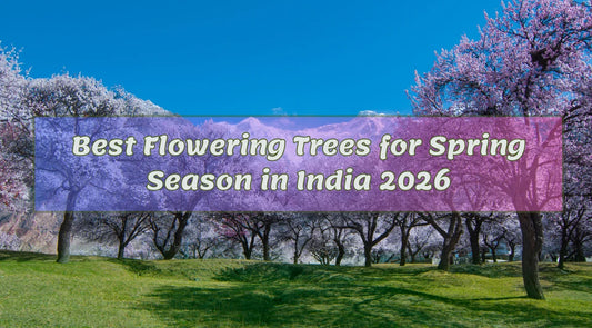 Best Flowering Trees For Spring Season India, Best Flowering Trees 2026, Spring Season Trees in India, Spring Season Trees, Nursery flowering Trees, Bagwani Nursery, Flowering Trees Supplier India, Flowering Tree Nursery, Nursery in India, 