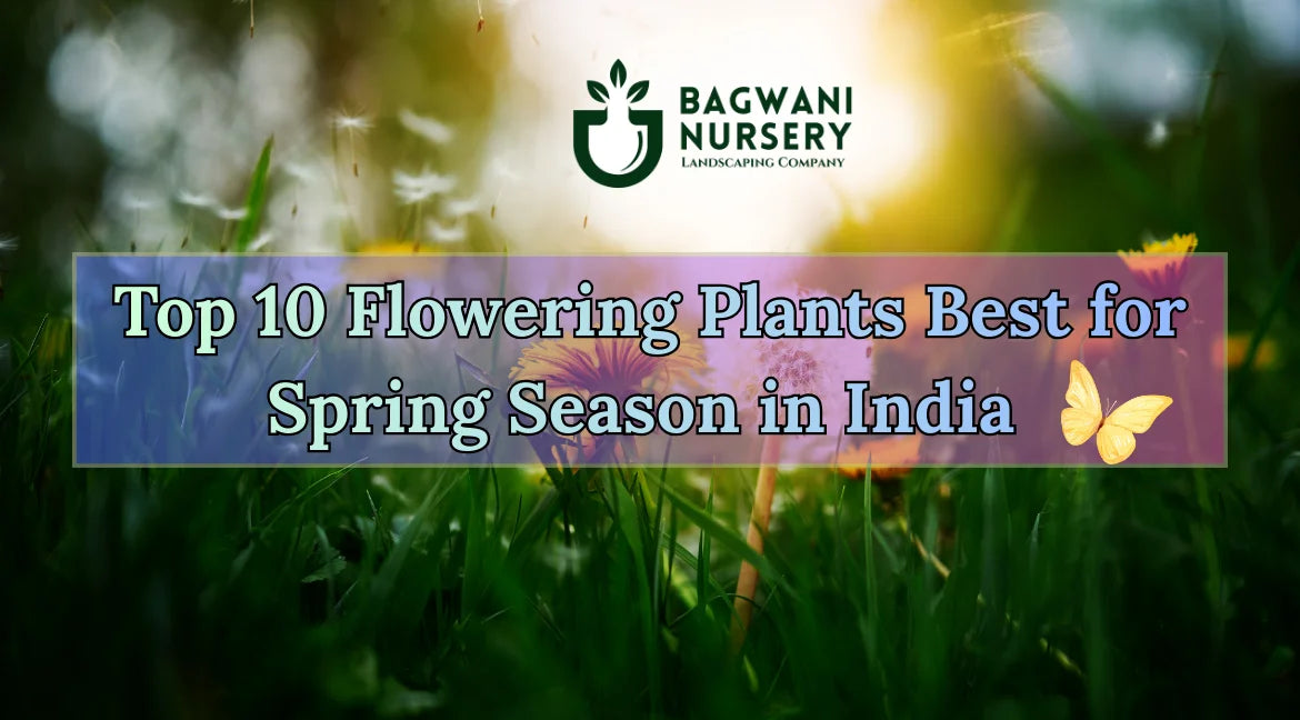 Spring Season In India Top 10 Flowering Plants Best for Spring Season in India – Bagwani Nursery