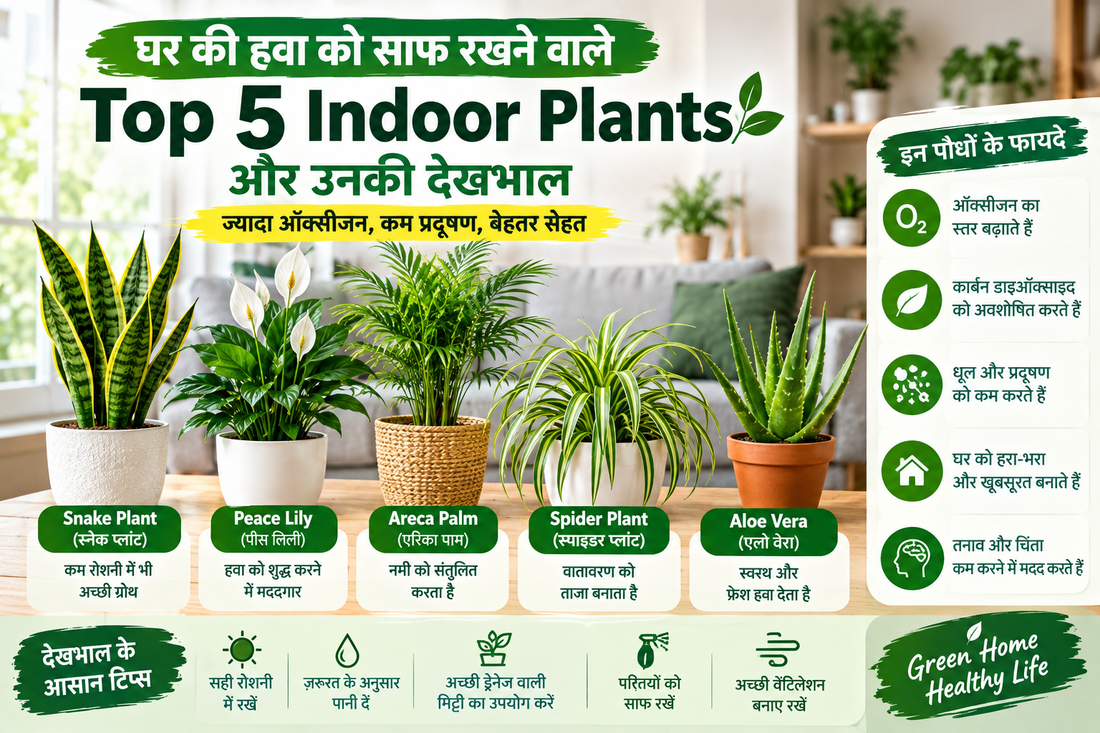 Ghar ki hawa ko saaf rakhne wale top 5 indoor plants Snake Plant, Peace Lily, Areca Palm, Spider Plant aur Aloe Vera