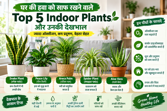Ghar ki hawa ko saaf rakhne wale top 5 indoor plants Snake Plant, Peace Lily, Areca Palm, Spider Plant aur Aloe Vera