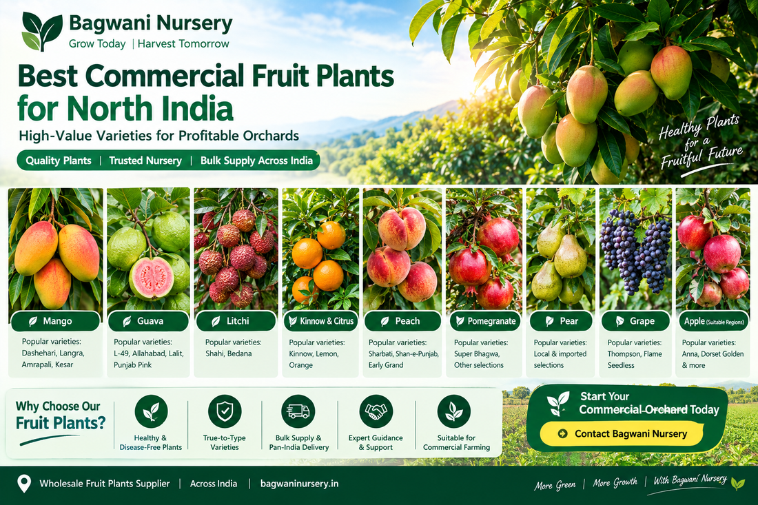 Monsoon season plant care guide for healthy plants during the rainy season