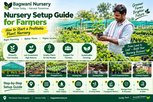 Nursery setup guide for farmers showing shade net, irrigation, plant propagation and nursery growing areas