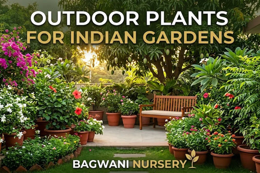 Outdoor Plants for Indian Gardens | Bagwani Nursery