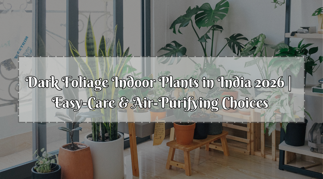 air purifying plants India, best houseplants 2026 India, black houseplants India, dark foliage indoor plants India, dark moody houseplants 2026, low maintenance indoor plants India, trending houseplants 2026, Bagwani Nursery