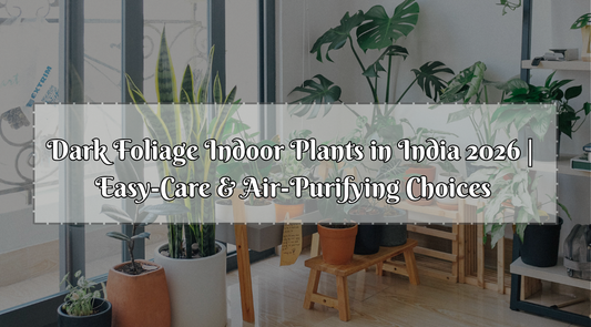 air purifying plants India, best houseplants 2026 India, black houseplants India, dark foliage indoor plants India, dark moody houseplants 2026, low maintenance indoor plants India, trending houseplants 2026, Bagwani Nursery
