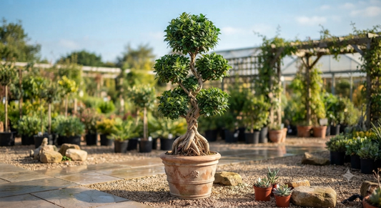 Ficus Topiary plant available for sale at a nursery for landscaping.