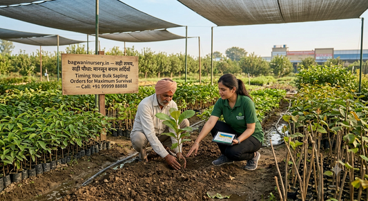 An experienced Indian farmer in a commercial nursery comparing the growth of monsoon-planted saplings against hardy pre-winter stock, supported by informative signage on ordering timelines.