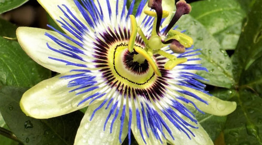 Passion Flower, Passiflora incarnata, Bagwani Nursery, Wholesale plant supplier, Landscaping Company, Nursery in India  