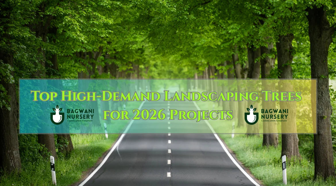 Landscaping Trees, Top Landscaping Trees for projects 2026, Landscaping plants Supplier, Bagwani Nursery, Landscaping in India, Landscaping Plants in India, Nursery in India, Wholesale Landscaping Plant Supplier