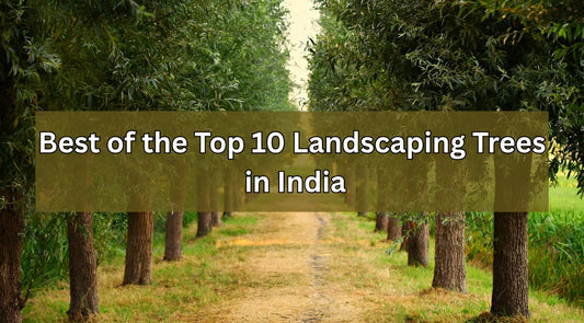 landscaping trees in India, best trees for landscaping, ornamental trees, avenue trees, Bagwani Nursery, tropical trees, shade trees