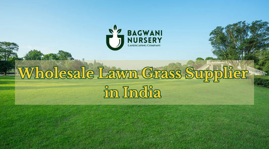 Lawn Grass Supplier in India, Natural Lawn Grass in India, Lawn Grass in India, Wholesale Lawn Grass in India, Wholesale Lawn Grass, Natural Lawn Grass Supplier, Cheapest Lawn Grass in India, Bagwani Nursery