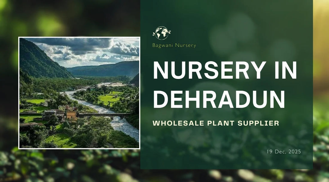 Plant Nursery in Dehradun, Nursery in Dehradun, wholesale plant supplier in Dehradun, Bagwani Nursery Dehradun, Bagwani Nursery in Dehradun, wholesale plant nursery in Dehradun, Plants in Dehradun