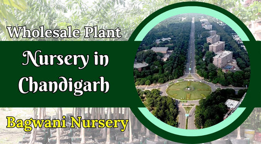 Nursery in Chandigarh, Plant Nursery in Chandigarh, Wholesale Plant Nursery in Chandigarh, Wholesale Plant Supplier in Chandigarh, Bagwani Nursery in Chandigarh, Bagwani Nursery, Landscaping Company in India, Nursery in India, Plant Exporter in India 