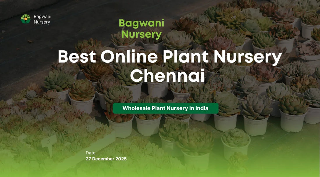 Nursery in Chennai, Plant Nursery in India, Online Plant Nursery in Chennai, Online Nursery in Chennai, Buy plants online in Chennai, online plants in Chennai, wholesale plant nursery in Chennai, 