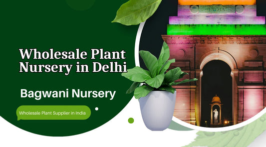 Nursery in Delhi, Wholesale Plant Nursery in Delhi, Wholesale Plant Supplier in Delhi, Best Nursery in Delhi, online plant nursery in delhi, Cheapest Plant Nursery in Delhi, Bagwani Nursery