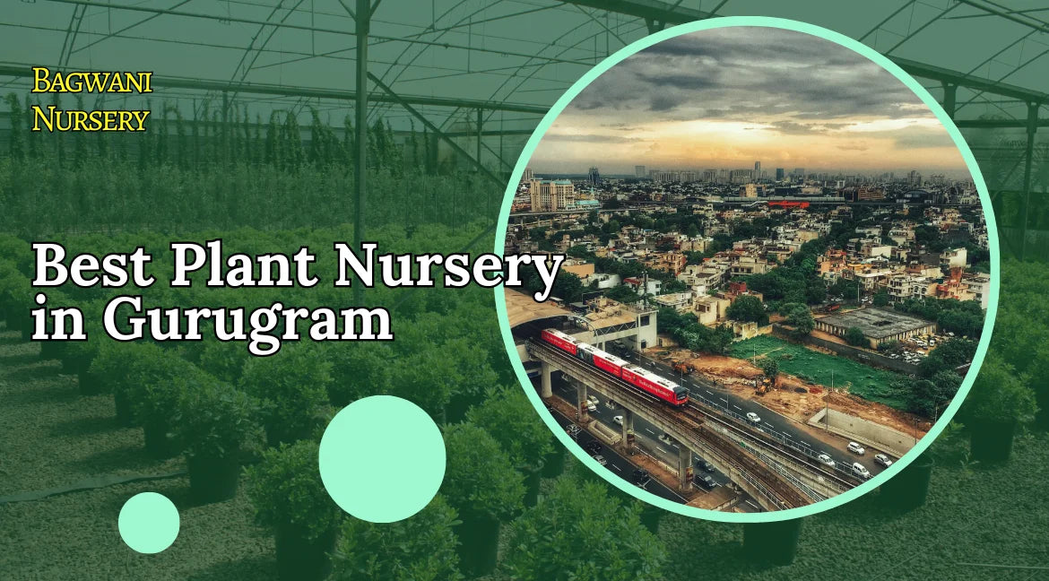 Nursery in Gurugram, Plant Nursery in Gurugram, Wholesale Plant Nursery in Gurugram Online Plant Nursery in Gurugram, Plants in Gurugram, Cheapest Nursery in Gurugram, Wholesale Plants Supplier in Gurugram, Bagwani Nursery