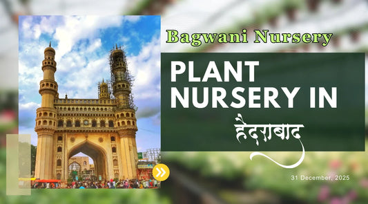 Nursery in Hyderabad, Plant Nursery in Hyderabad, Wholesale Plant Nursery in Hyderabad, Wholesale Plant Supplier, Online Plant Nursery in Hyderabad, Online Nursery in Hyderabad, Bagwani Nursery Hyderabad