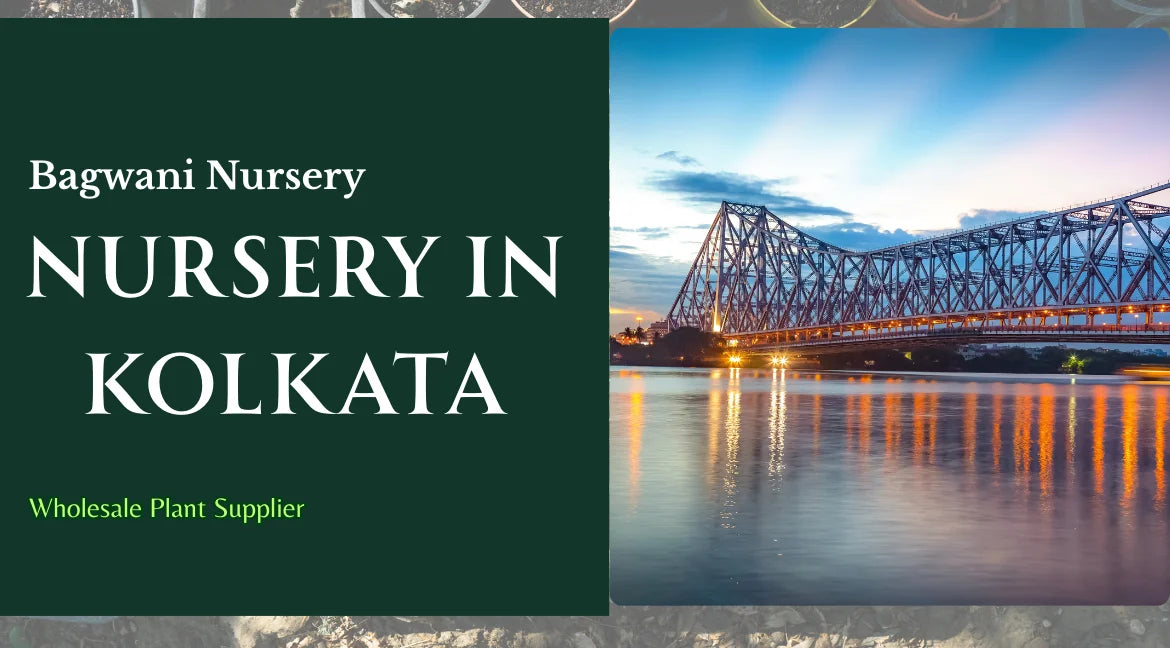 Nursery in Kolkata, Wholesale Plant Nursery in Kolkata, Wholesale plant supplier in Kolkata, Wholesale Plants in Kolkata, Nursery plants in Kolkata, Plants in Kolkata, 