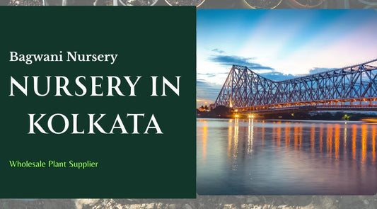 Nursery in Kolkata, Wholesale Plant Nursery in Kolkata, Wholesale plant supplier in Kolkata, Wholesale Plants in Kolkata, Nursery plants in Kolkata, Plants in Kolkata, 