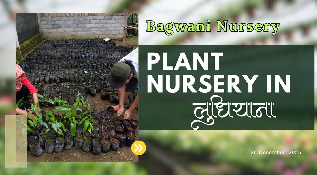 plant nursery in Ludhiana, Nursery in Ludhiana, plants in Ludhiana, cheapest nursery in Ludhiana, wholesale plant supplier in Ludhiana, wholesale plants in Ludhiana, wholesale plant nursery in Ludhiana, online nursery in Ludhiana, Bagwani Nursery
