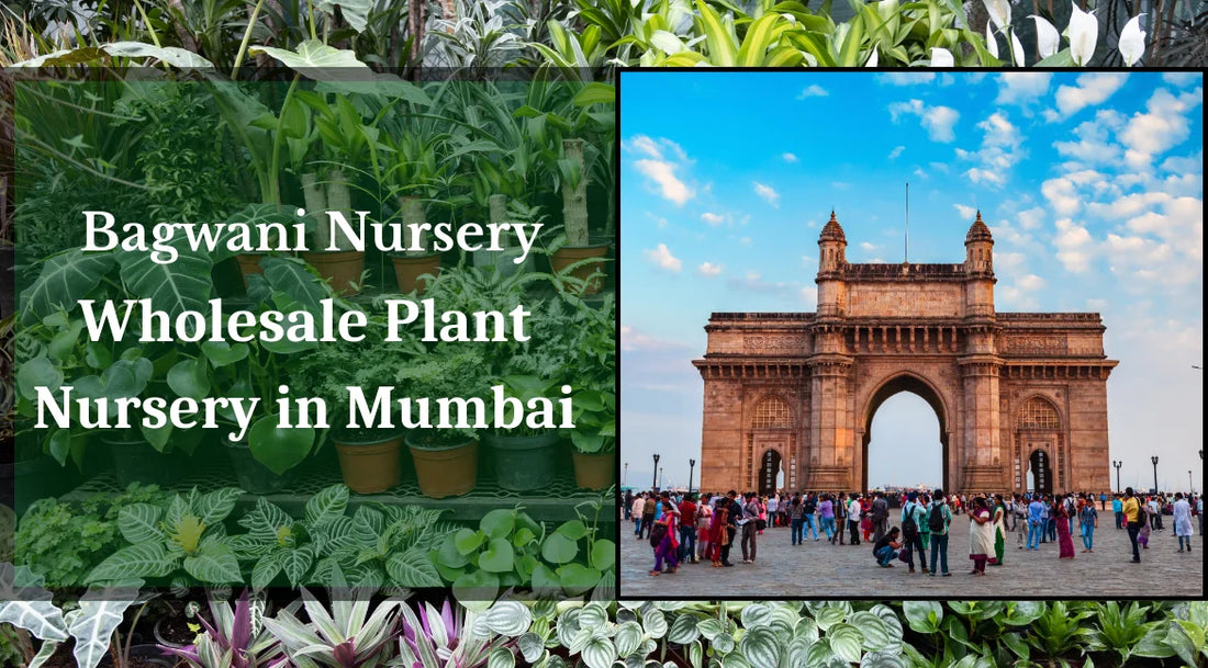Nursery in Mumbai, Wholesale Plant Nursery in Mumbai, Wholesale plant supplier in Mumbai, Wholesale Plants in Mumbai, Nursery plants in Mumbai, Plants in Mumbai, Online plants in Mumbai, Online Plant Nursery in Mumbai