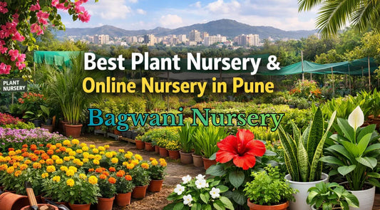 Nursery in Pune, Best Nursery in Pune, Bagwani Nursery in Pune, Wholesale Plant Nursery in Pune, Online Plant Nursery in Pune, Wholesale Plant Supplier in Pune   