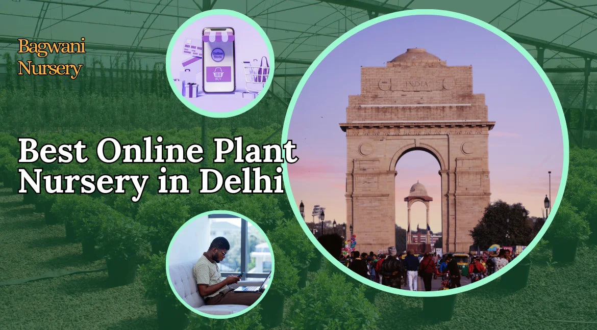 Online Nursery in Delhi Online Plant Nursery in Delhi, buy plants online Delhi, Plant online in Delhi, Indoor Plants online Delhi, Online Palm Trees in Delhi, Bagwani Nursery in Delhi, Nursery in Delhi
