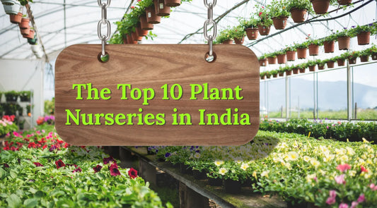 The Top 10 Plant Nurseries in India | Bagwani Nursery