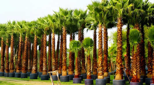 Washingonia Palm, Washingtonia Robusta, Washingtonia Filifera, Bagwani Nursery