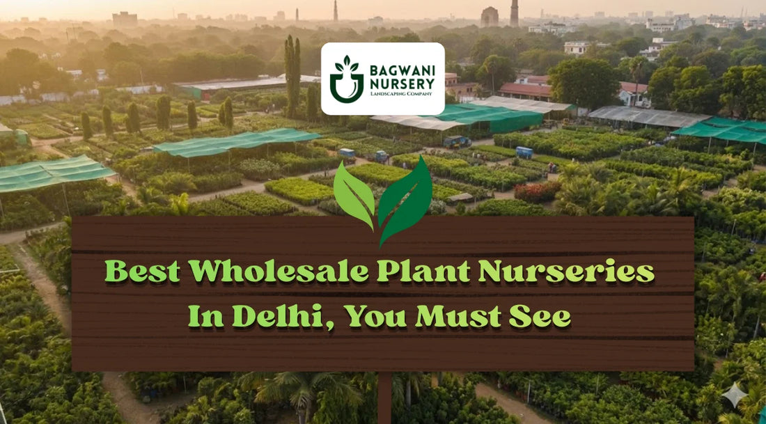 NURSERY IN DELHI, WHOLESALE PLANT NURSERY IN DELHI, FREE PLANT NURSERY IN DELHI, BIGGEST NURSERY IN DELHI, CHEAPEST NURSERY IN DELHI, PLANT NURSERY IN DELHI, NURSERY NEAR ME, BEST PLANT NURSERY IN DELHI, WHOLESALE PLANT NURSERY IN DELHI WITH PRICE LIST