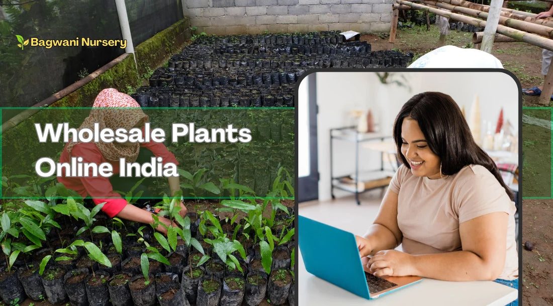 bulk plant suppliers India, buy plants in bulk online, Wholesale plant suppliers, Saharanpur wholesale nursery, Bagwani Nursery wholesale, premium plant nursery wholesale, trusted wholesale nursery India, Online Nursery in India, Bagwani Nursery