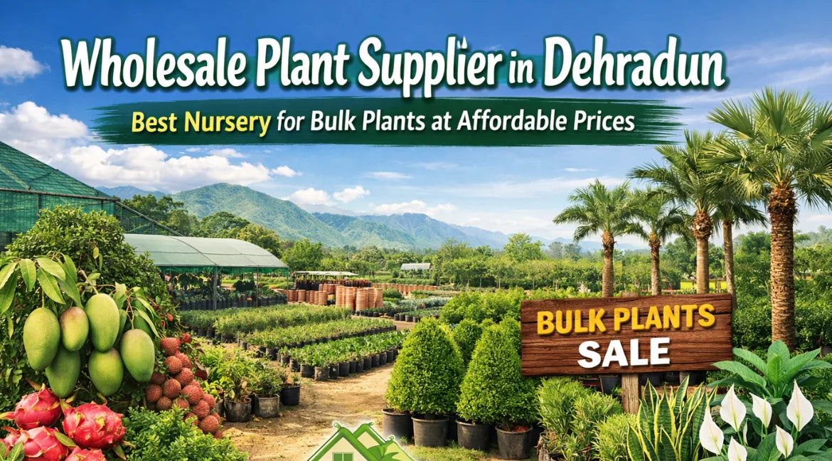 Plant Supplier in Dehradun, Plant Nursery in Dehradun, Best Plant Nursery in Dehradun, Nursery in Dehradun, Best Nursery in Dehradun, Online Nursery in Dehradun, Bagwani Nursery, Wholesale Plants in Dehradun