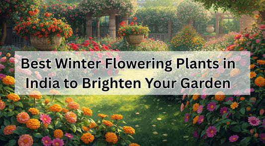 Colorful winter garden in India with marigolds, roses, bougainvillea, gerbera daisies, and pansies in full bloom.