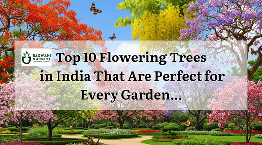 10 Flowering Trees, Gulmohar (Delonix regia), Cassia Fistula, Bauhinia, and more in garden
