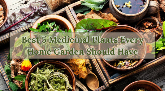 Medicinal Plants, Wholesale Medicinal Plant Supplier, Bagwani Nursery