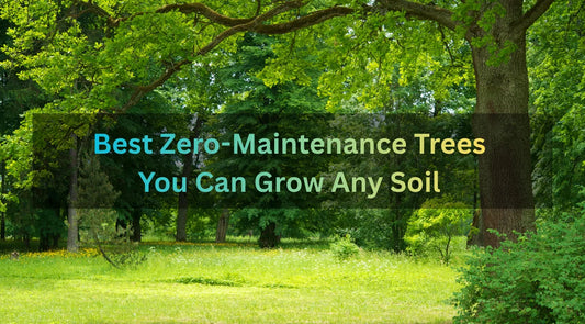 Zero maintenance trees, low maintenance trees in India, drought-tolerant trees, trees for all soil types, hardy trees for landscaping, low care trees for farms, zero maintenance shade trees, Bagwani Nursery, wholesale tree supplier in India