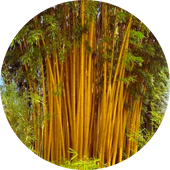 Bamboo Plants