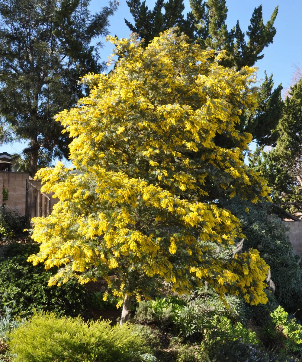 Acacia Baileyana, Cootamundra Wattle, Cootamundra wattle, Bailey's Wattle, Golden Mimosa, Timber Tree, Avenue Tree, Landscaping Tree, Ornamental Tree, Bagwani Nursery, Wholesale Plant Supplier, Wholesale Plant Nursery, Nursery in India, Landscaping Company In India, Plant Exporter in India 
