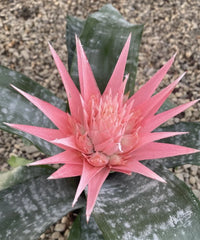 Aechmea fasciata (cultivar: Aechmea fasciata ‘Primera’), Urn Plant, Silver Vase Plant, Flower Plant, Ornamental Plant, Indoor Plant, Bagwani Nursery, Wholesale Plant Supplier, Wholesale Nursery Plant, Landscaping Company in  India, Nursery in India, Plant Exporter in India  