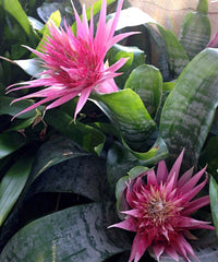 Aechmea fasciata (cultivar: Aechmea fasciata ‘Primera’), Urn Plant, Silver Vase Plant, Flower Plant, Ornamental Plant, Indoor Plant, Bagwani Nursery, Wholesale Plant Supplier, Wholesale Nursery Plant, Landscaping Company in  India, Nursery in India, Plant Exporter in India  