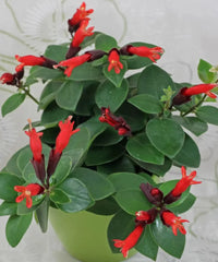 Aeschynanthus 'Mona Lisa', Lipstick Plant, Mona Lisa Plant, Flower Plant, Ornamental Plant, Bagwani Nursery, Wholesale Plant Supplier, Wholesale Plant Nursery, Nursery in India, Landscaping Company, Plant Exporter in India 