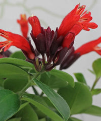 Aeschynanthus 'Mona Lisa', Lipstick Plant, Mona Lisa Plant, Flower Plant, Ornamental Plant, Bagwani Nursery, Wholesale Plant Supplier, Wholesale Plant Nursery, Nursery in India, Landscaping Company, Plant Exporter in India 