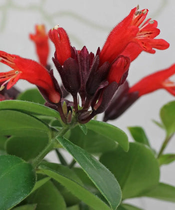 Aeschynanthus 'Mona Lisa', Lipstick Plant, Mona Lisa Plant, Flower Plant, Ornamental Plant, Bagwani Nursery, Wholesale Plant Supplier, Wholesale Plant Nursery, Nursery in India, Landscaping Company, Plant Exporter in India 