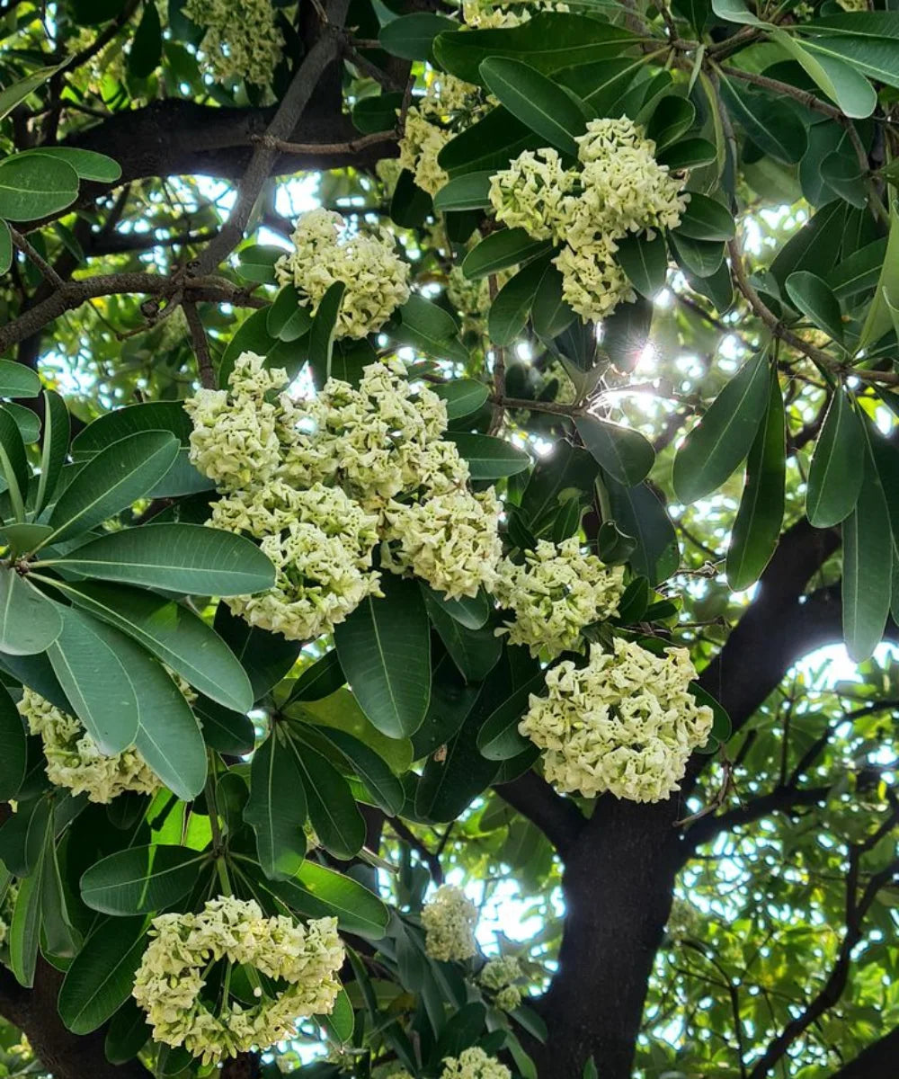 Albizia Julibrissin, Persian Silk Tree, Timber Tree, Avenue Tree, Ornamental Tree, Bagwani Nursery, Wholesale Plant Supplier, Wholesale Plant Nursery, Landscaping Company, Nursery in India, Plant Exporter in India  