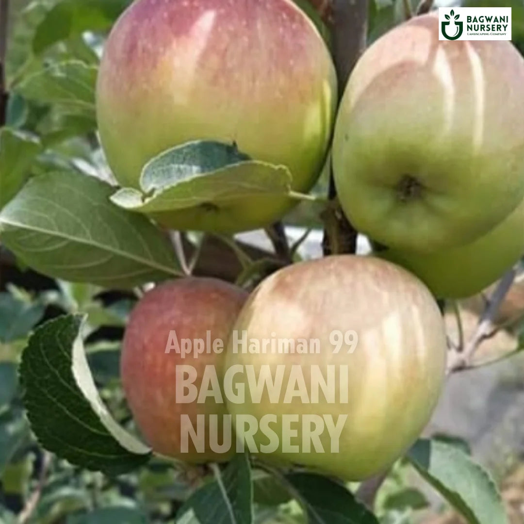 Buy Apple Hariman 99 Fruit Tree Online | Malus domestica | Bagwani Nur ...