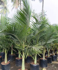 King Palm, Alexandra Palm, Archontophoenix Alexandrae, Archontophoenix, Palm Tree, Ornamental Tree, Landscaping Tree, Bagwani Nursery, Landscaping Company, Wholesale Plant Supplier, Wholesale Plants Nursery, Nursery in India, Plant Exporter in India