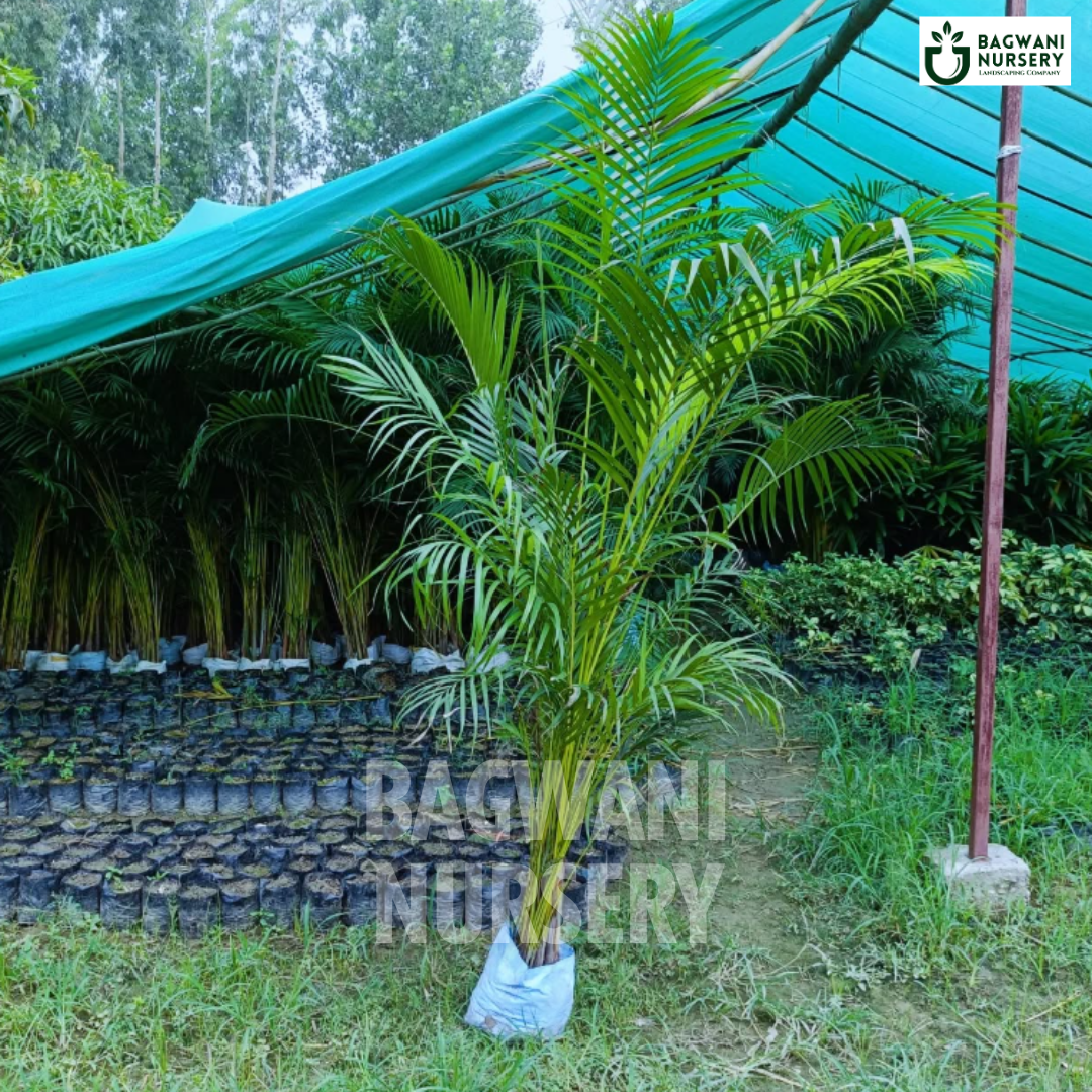 areca palm in india Buy Areca Palm Tree Online | Dypsis Lutescens | Bagwani Nursery